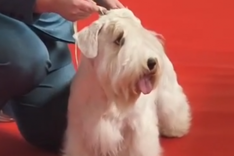 У нас новый Шоу Чемпион!