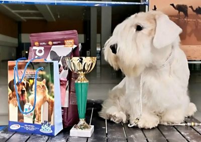 Э-шки выходят в ринг!