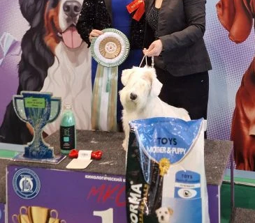 Лучший щенок выставок!