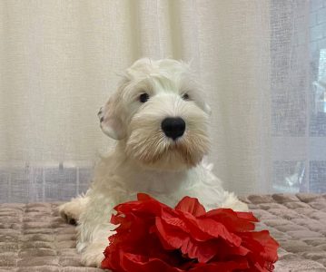 Любителям белой классики