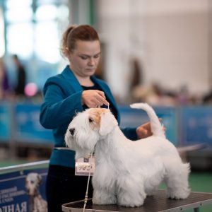 Первый шаг к Юному Интерчемпиону